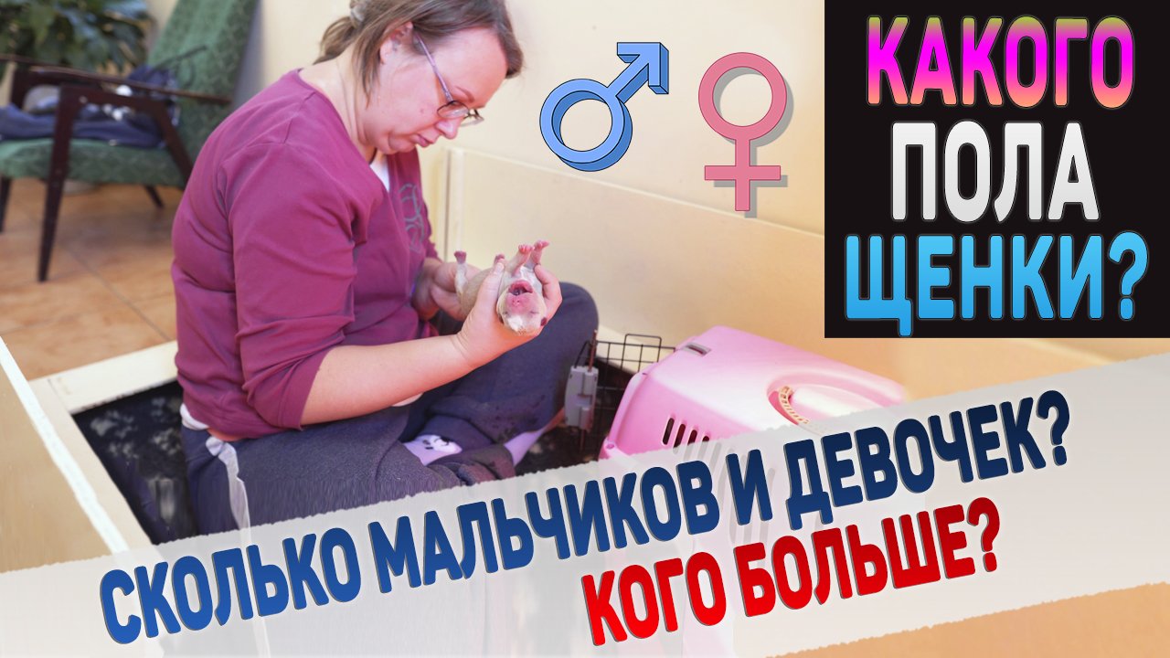 Родилось 8 щенков! Сколько мальчиков и девочек? Смотрим!