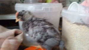 Трехнедельные Чешские Цыплята Доминант голубой Д-107 яйценоскость до 300 яиц в год