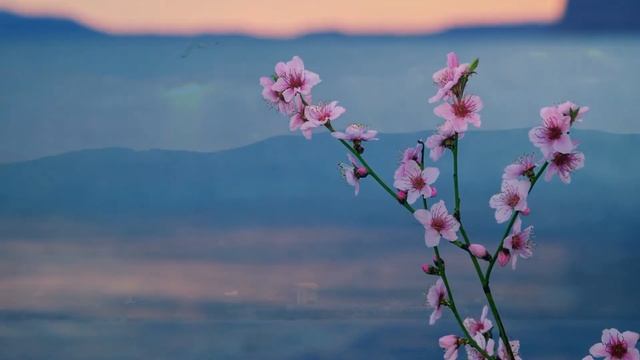 "Чертог Твой, Спасе".Песнопение Страстной седмицы смотреть онлайн