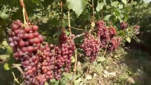 Сорта винограда Хэллоуин, Элегия, Розовый коралл, форма Мария с Памяти Негруля 30 августа 2021.