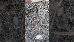 разведение червей на приусадебном участке