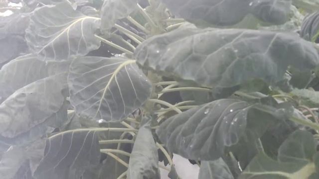 Капуста брюсельская, выращивание смотреть онлайн