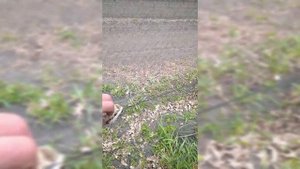 ловля птиц садовая овсянка