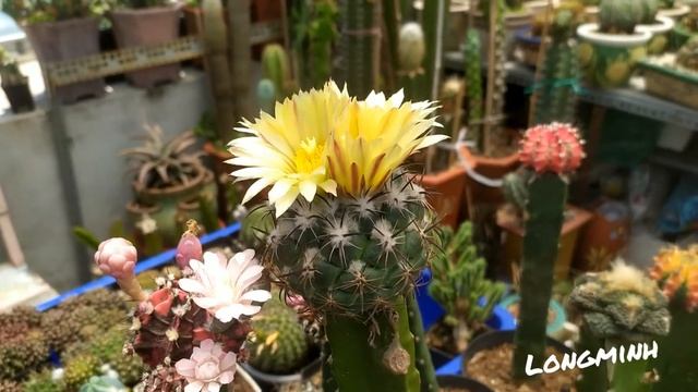 Coryphantha Indensis Yellow Flower Cactus смотреть онлайн