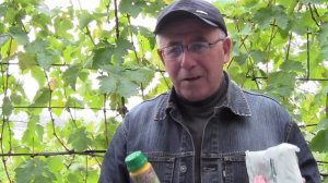 @Защита винограда от болезней осенью.