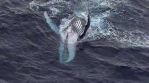 Alex Guerrero feat  Syntheticsax - EARTH  (Original Mix)