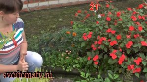 Маргаритка: выращивание и уход