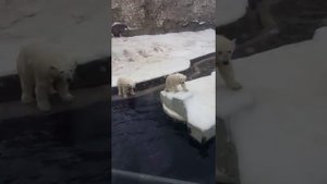 Дрессировка белых медведей зонтом