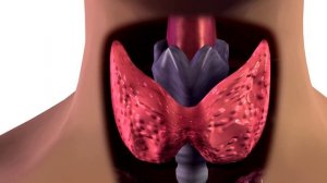 Вот почему Огурцы нужно есть Каждый день! Но Важно знать кому Опасно...