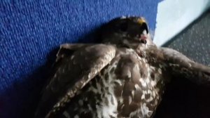 Кормление дикого канюка, подобранного в поле.