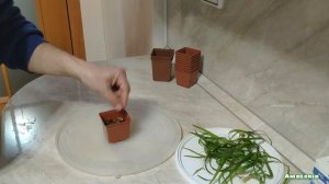 Посадка аквариумных растений