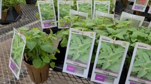 Catnip (Nepeta Cataria) // CATS❤️ Really LOVE This Easy to Grow Sun Loving Perennial!