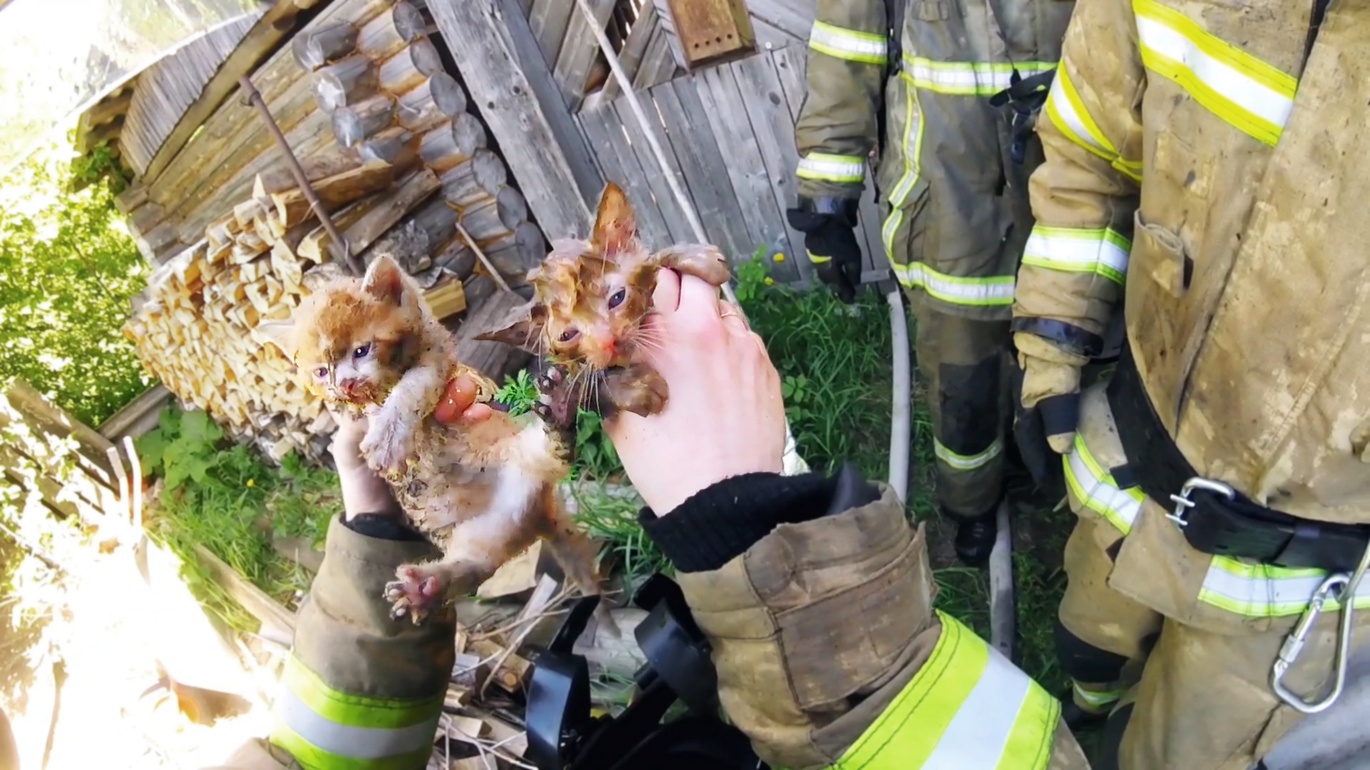 Кошки спас. Кот спасатель. Спасение на пожаре. Спасли котенка из пожара.