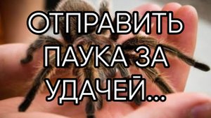 ОТПРАВИТЬ ПАУКА ЗА УДАЧЕЙ....ДЛЯ ВСЕХ...