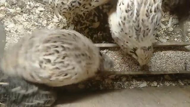 Во сколько начинают нестись перепела
