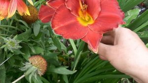 лилейник Чикаго Апачи