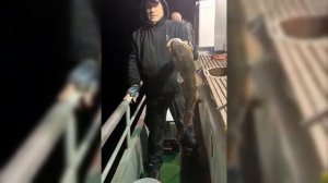 Треска на банке Зубр в заливе Петра Великого под Владивостоком