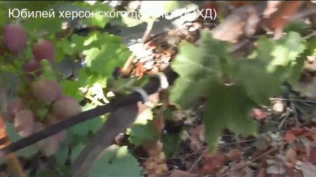 2021 год, 4 августа, Багровый, Юбилей Херсонского "Дачника",Шарада UA,Память Учителя,Жизель смотреть онлайн