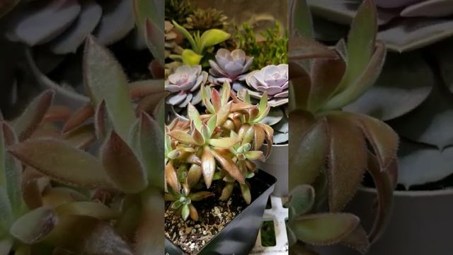 Light Stressed Echeveria Setosa Arrow