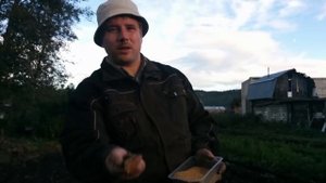 Осенняя вспашка мотоблоком Нева. Горчица на сидераты. Борьба с проволочником