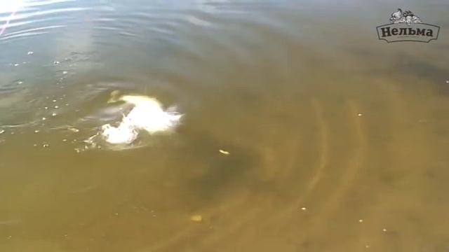 Рыбалка джигом на Ахтубе. Катушка Нельма