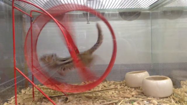 Chipmunk , decorative white rabbit , hamsters , budgies смотреть онлайн