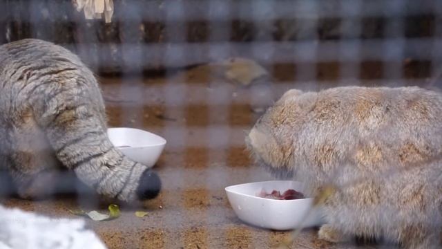 Манулы Намика и Шу помирились на время обеда. Ленинградский зоопарк смотреть онлайн