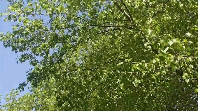 1 июня народный праздник Иванов День. Народные приметы и традиции. Что делать нельзя.