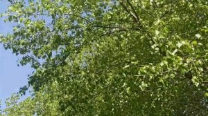 1 июня народный праздник Иванов День. Народные приметы и традиции. Что делать нельзя.