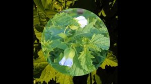 НИКАНДРА  (NICANDRA)  сем. Пасленовые
