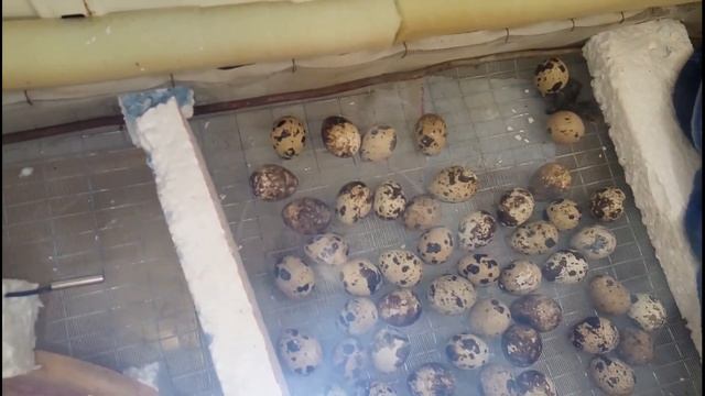 Вылупление перепелов из самодельного инкубатора