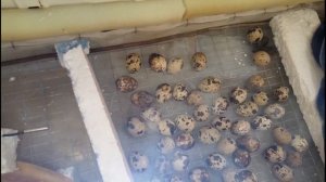 Вылупление перепелов из самодельного инкубатора