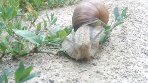 Гигантская улитка, Королевская улитка в Массачу́сетсе США