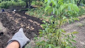 Ч-3 Как вырастить высокий урожай картофеля на не большой площади
