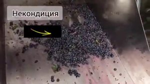 Комбайн для сортировки ягоды винограда с гребнеотделителем