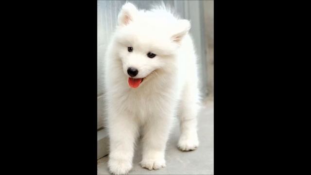 American Eskimo Dog breed смотреть онлайн