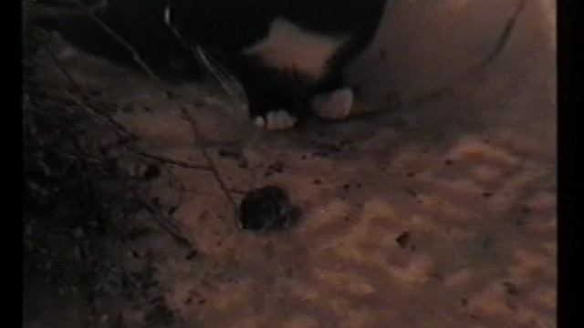 Домашнее видео. Кассета 1998 - 2001 годы. Часть 9