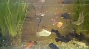 Аквариум пол дня без кислорода... Пицилия странно выглядит?