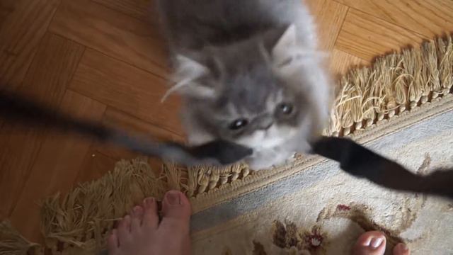 Муся маленькая смотреть онлайн