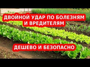ПРОТИВ БОЛЕЗНЕЙ И ВРЕДИТЕЛЕЙ. БЕРЕЗОВЫЙ ДЕГОТЬ ДЛЯ САДА И ОГОРОДА