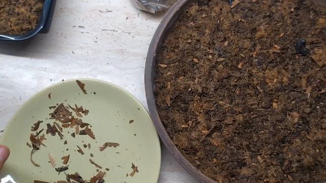 Бонсай из семян. Выращивание бонсай из семян. Посадка семян клена ямомиджи и бургерианума.