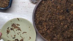 Бонсай из семян. Выращивание бонсай из семян. Посадка семян клена ямомиджи и бургерианума.