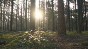 Вечный мир | Михаил Шумейко