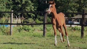 Продажа лошадей арабской породы конефермы Эквилайн, тел., WhatsApp +79883400208  (Смарагд 2018г.р.)