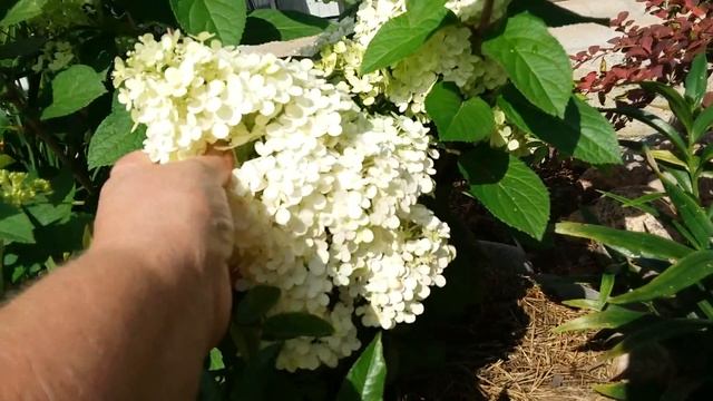 Цветущие гортензии в саду. В гостях у автора канала “Цветули у Светули”