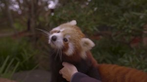 This Red Panda Cub loves belly tickles