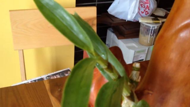 Den. 'Super Ise' mounted on a cypress knee! смотреть онлайн