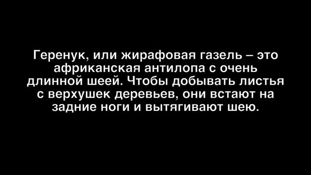 НЕВЕРОЯТНО НО ЭТИ ЖИВОТНЫЕ СУЩЕСТВУЮТ [НЕ ФОТОШОП] смотреть онлайн