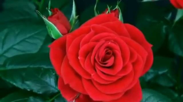 Медитация Цветение Розы смотреть онлайн