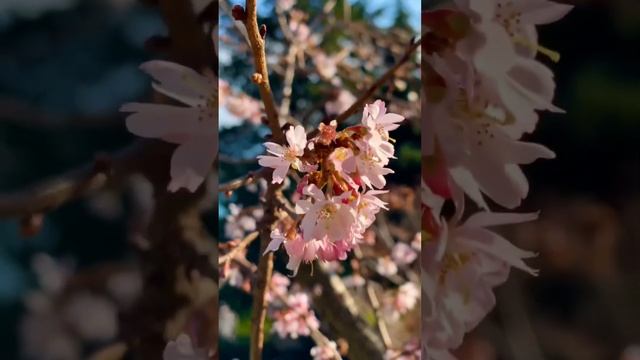 Миндаль зацвёл в январе.???16.01.23#крым #севастополь #миндаль смотреть онлайн